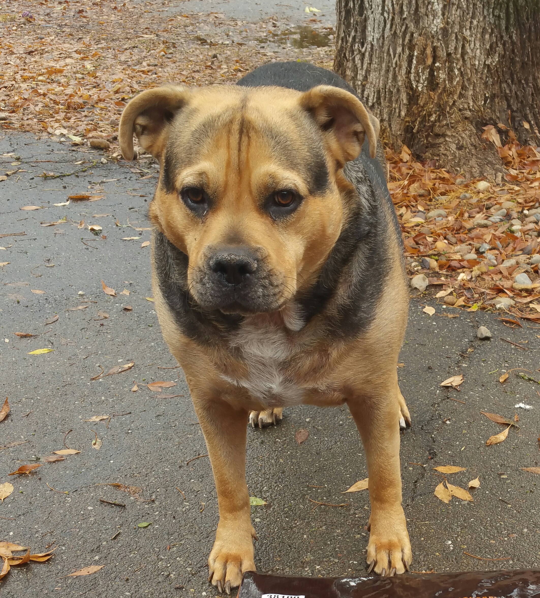 Nolan, an adoptable Rottweiler, Pit Bull Terrier in Cantua Creek, CA, 93608 | Photo Image 1