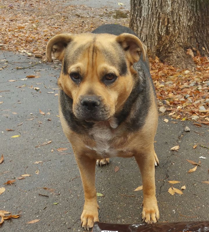 Pitbull mixed 2024 with rottweiler