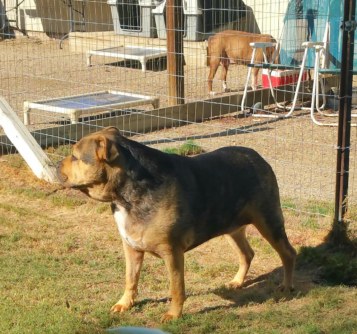 Nolan, an adoptable Rottweiler, Pit Bull Terrier in Cantua Creek, CA, 93608 | Photo Image 2