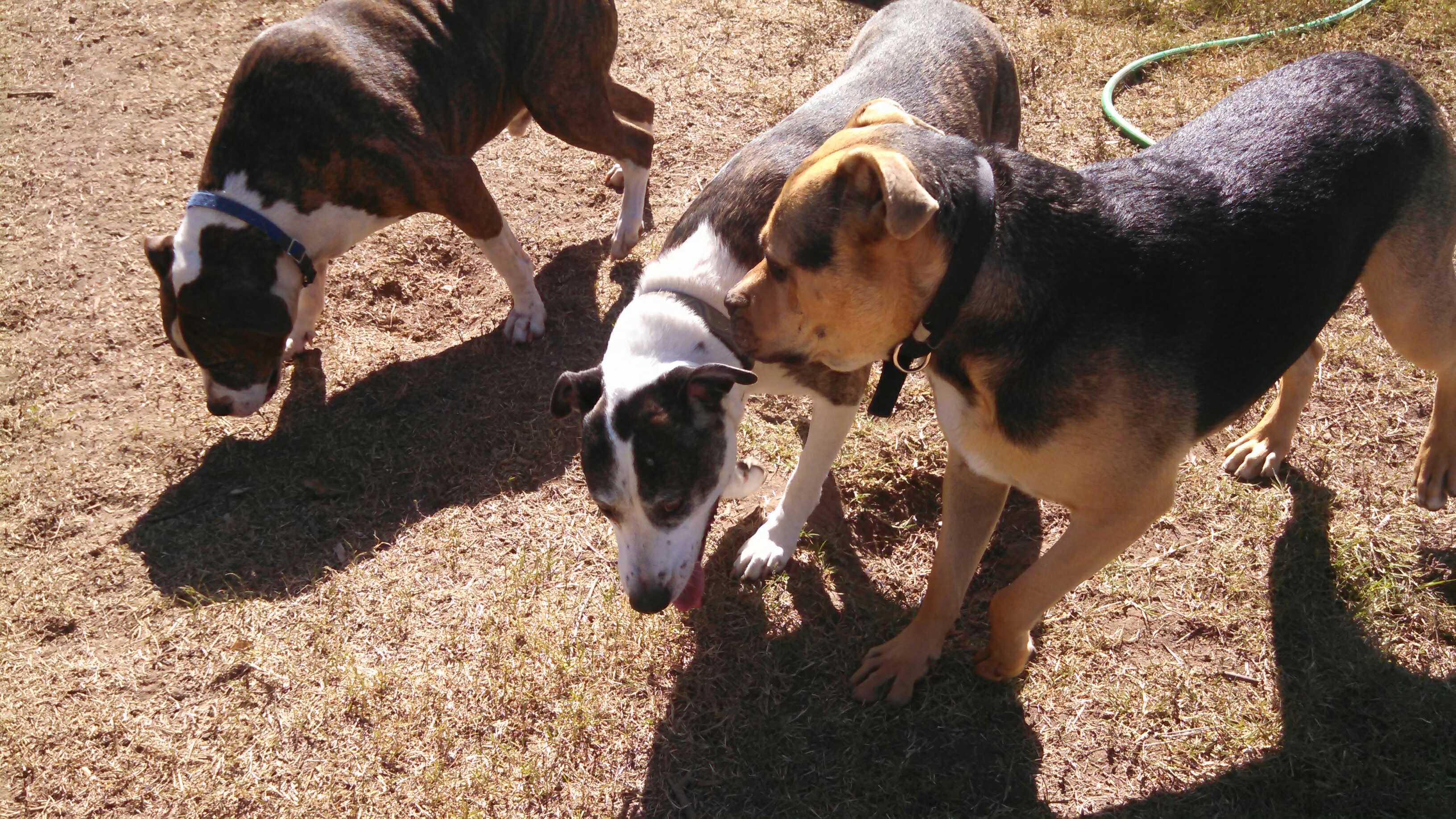 Nolan, an adoptable Rottweiler, Pit Bull Terrier in Cantua Creek, CA, 93608 | Photo Image 3