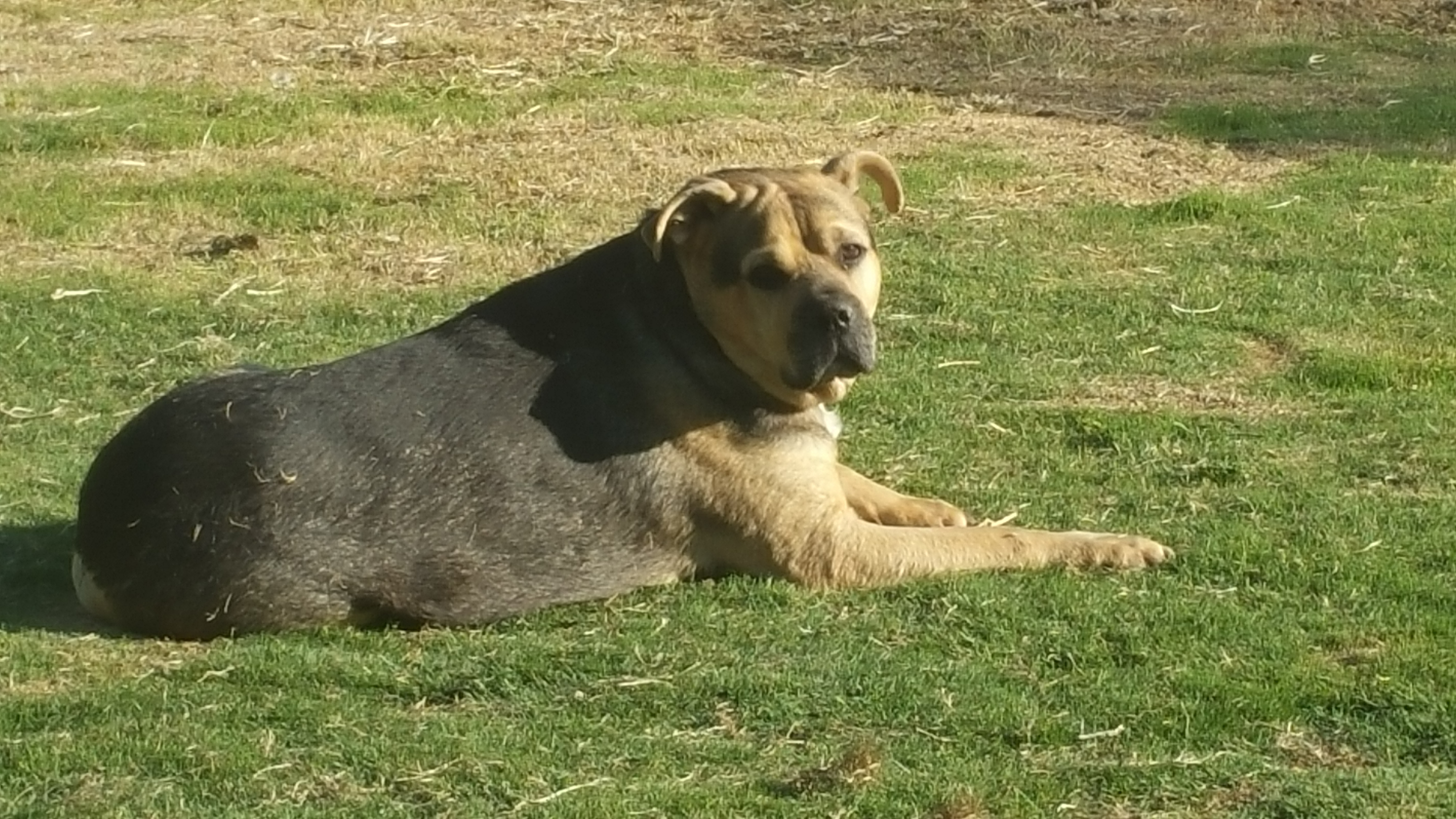Nolan, an adoptable Rottweiler, Pit Bull Terrier in Cantua Creek, CA, 93608 | Photo Image 4