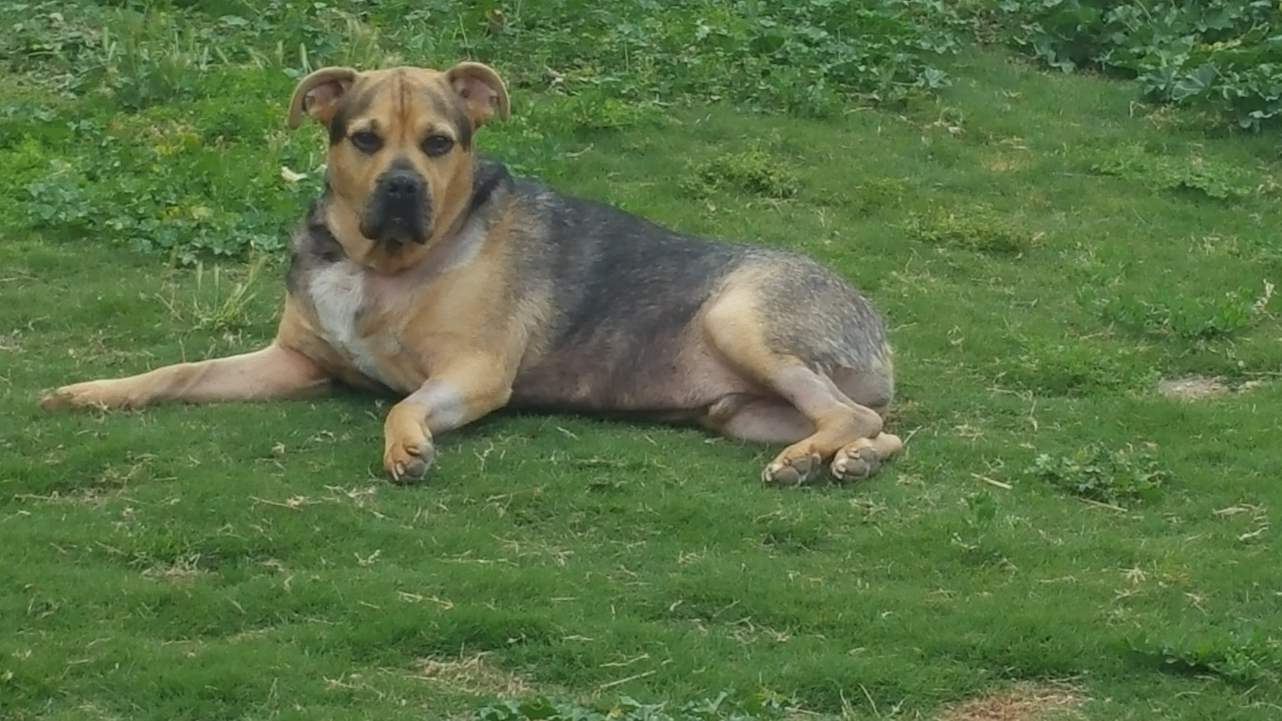 Nolan, an adoptable Rottweiler, Pit Bull Terrier in Cantua Creek, CA, 93608 | Photo Image 6