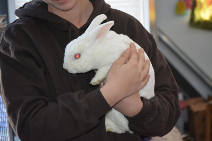 Casper the rabbit 2