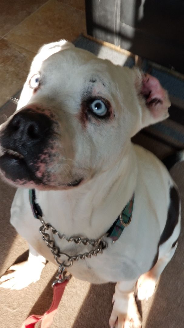 CASPER blue-eyed hunk NEEDS AN ANGEL, an adoptable American Bulldog, Pit Bull Terrier in Gilbertsville, PA, 19525 | Photo Image 1