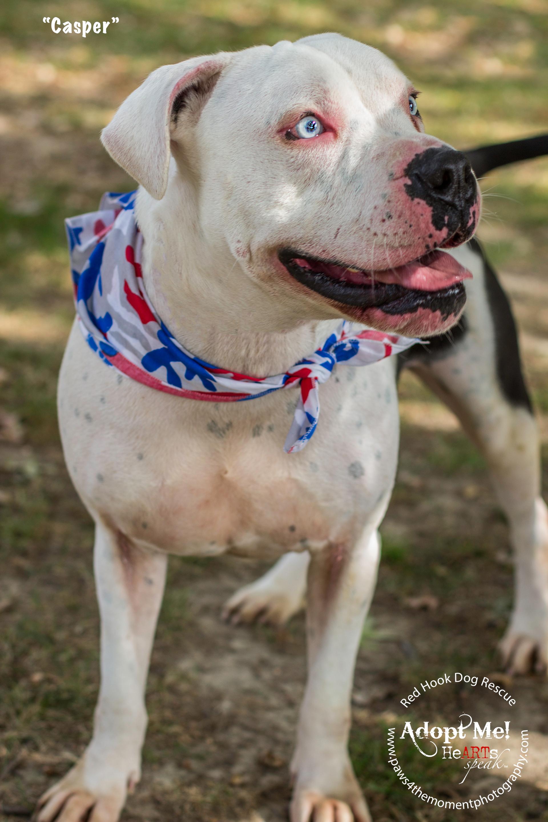 CASPER blue-eyed hunk NEEDS AN ANGEL, an adoptable American Bulldog, Pit Bull Terrier in Gilbertsville, PA, 19525 | Photo Image 2