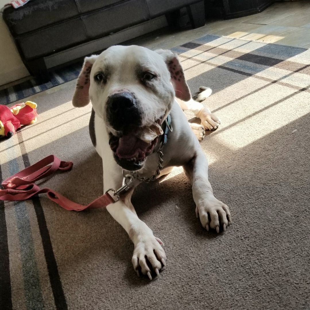 CASPER blue-eyed hunk NEEDS AN ANGEL, an adoptable American Bulldog, Pit Bull Terrier in Gilbertsville, PA, 19525 | Photo Image 3