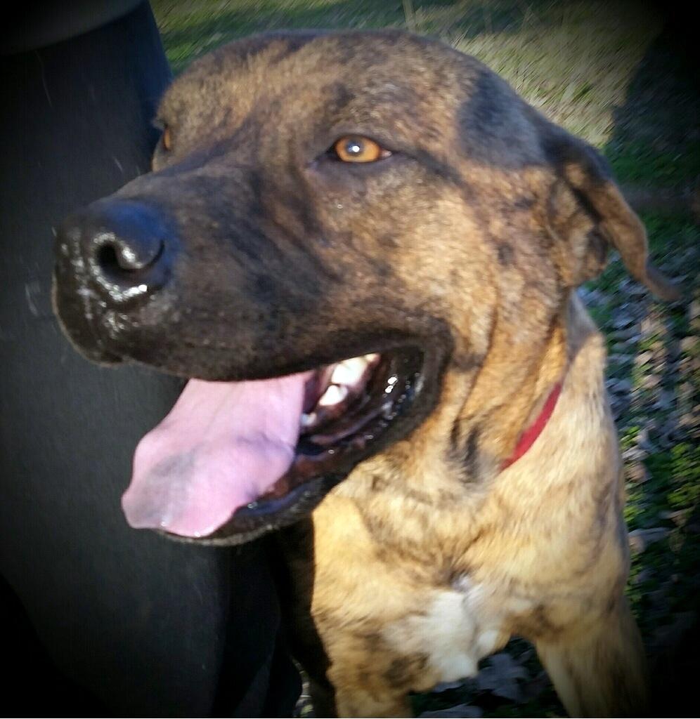 Humphrey, an adoptable Mastiff in Adkins, TX, 78101 | Photo Image 2