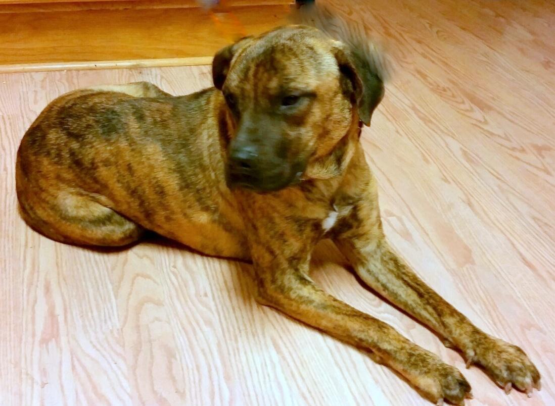 Humphrey, an adoptable Mastiff in Adkins, TX, 78101 | Photo Image 1