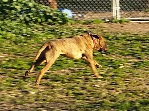 Humphrey, an adoptable Mastiff in Adkins, TX, 78101 | Photo Image 3