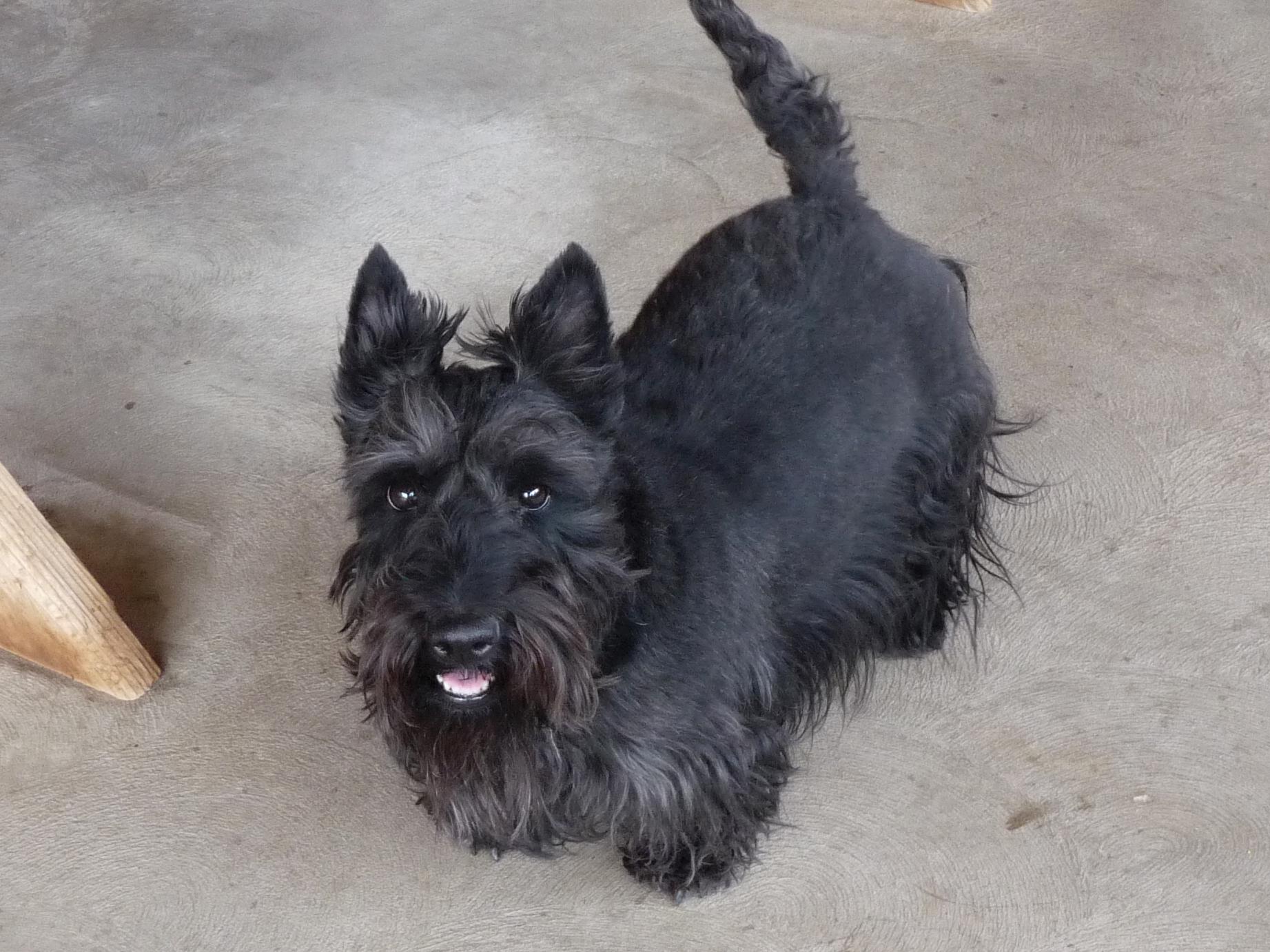 Scottie store terrier rescue