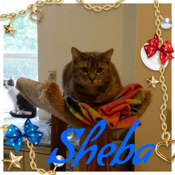 Sheba, an adoptable Dilute Tortoiseshell in Maryville, TN, 37802 | Photo Image 2