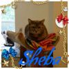 Sheba photo 2