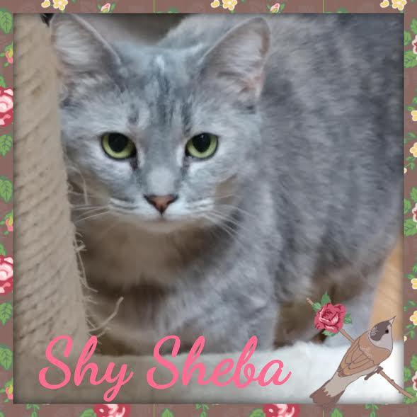 Sheba, an adoptable Dilute Tortoiseshell in Maryville, TN, 37802 | Photo Image 3