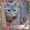 Sheba photo 3