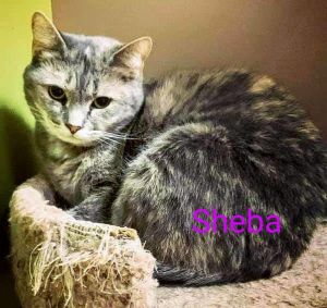 Sheba Dilute Tortoiseshell Cat