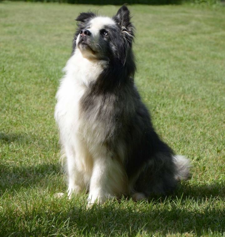 Dog For Adoption Willie A Border Collie Australian Shepherd