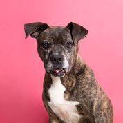 Dog for adoption - Marley, a Boxer Mix in Memphis, TN ...