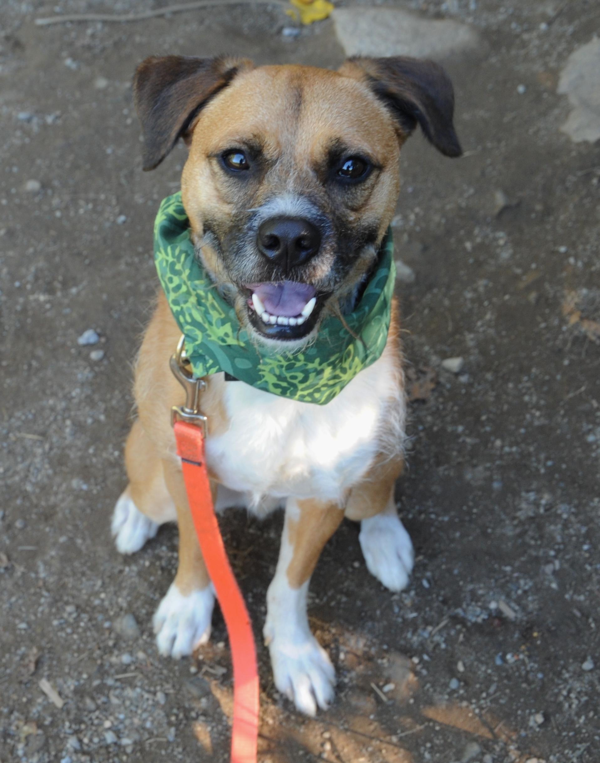 Browney, an adoptable Border Terrier in Ossining, NY, 10562 | Photo Image 1