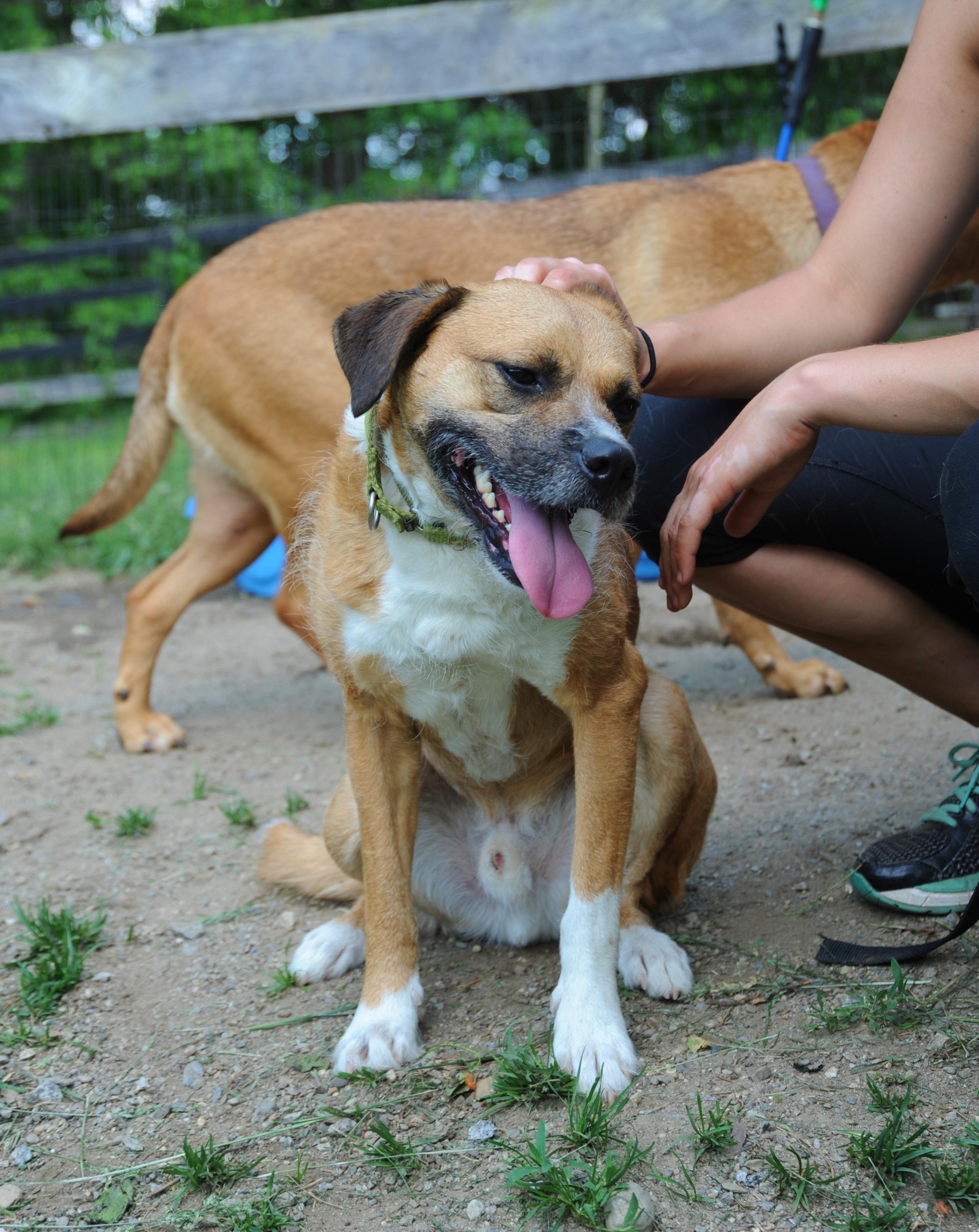 Browney, an adoptable Border Terrier in Ossining, NY, 10562 | Photo Image 2