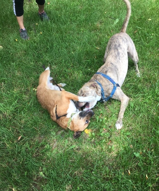Browney, an adoptable Border Terrier in Ossining, NY, 10562 | Photo Image 4