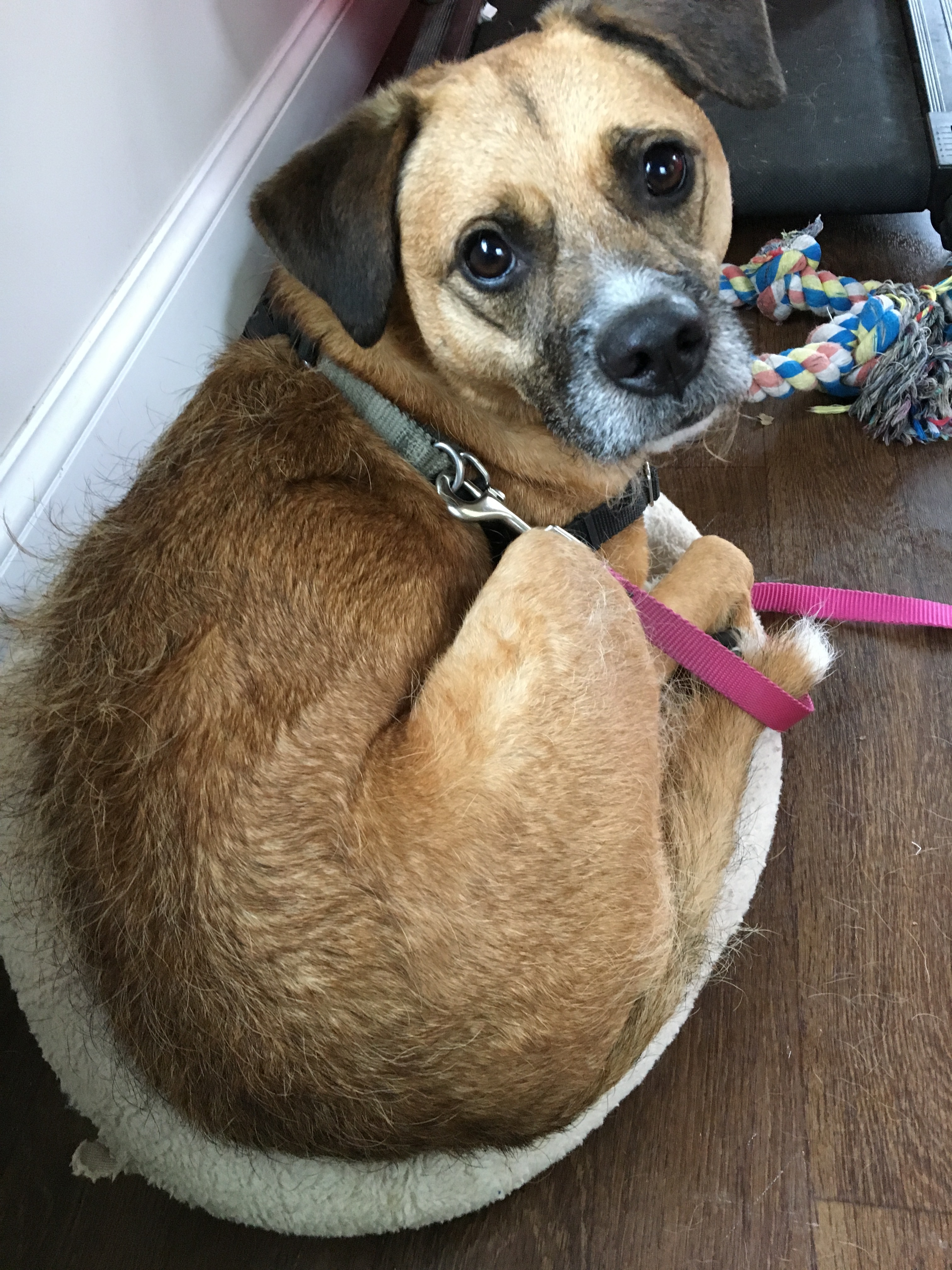 Browney, an adoptable Border Terrier in Ossining, NY, 10562 | Photo Image 5