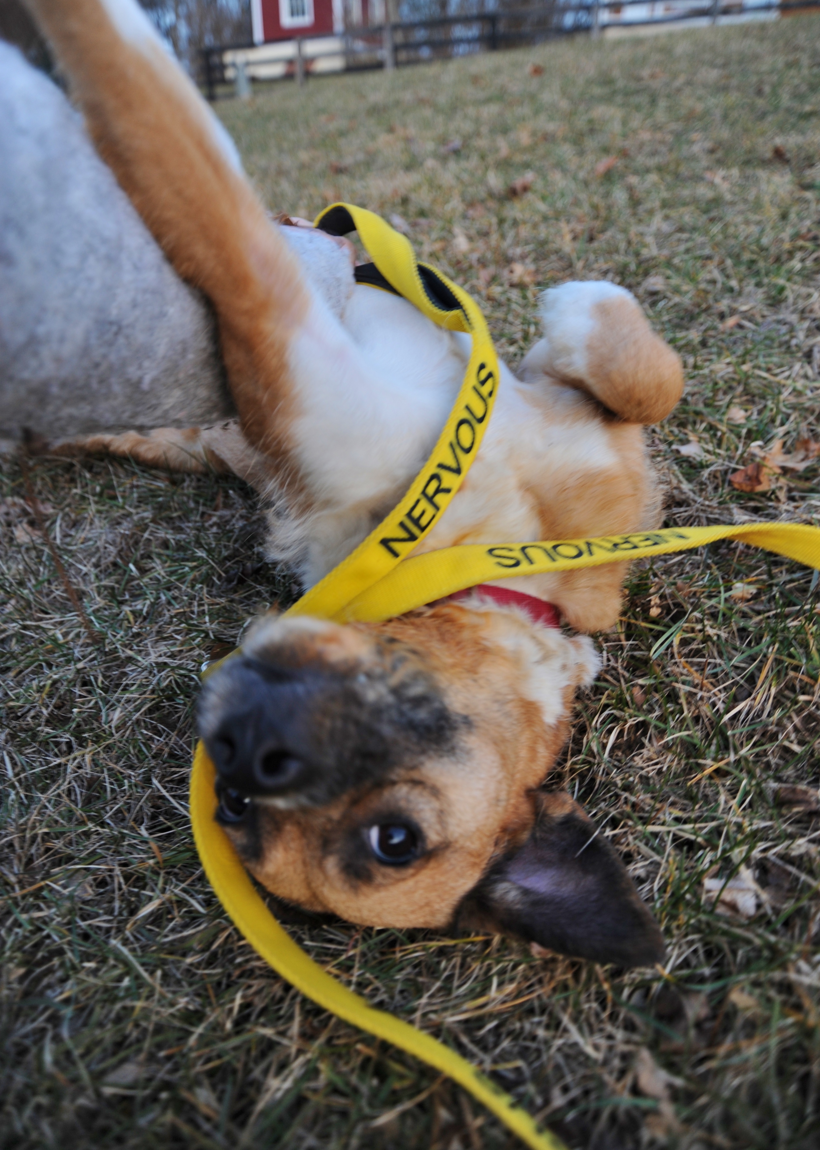 Browney, an adoptable Border Terrier in Ossining, NY, 10562 | Photo Image 6