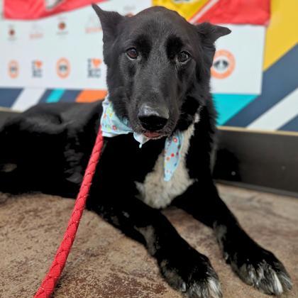 Penny, an adoptable Labrador Retriever, Mixed Breed in Merriam, KS, 66202 | Photo Image 1