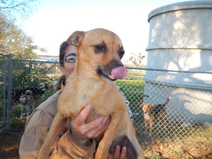 Paco, an adoptable Chihuahua & Miniature Pinscher Mix in Bigfoot, TX_image-1
