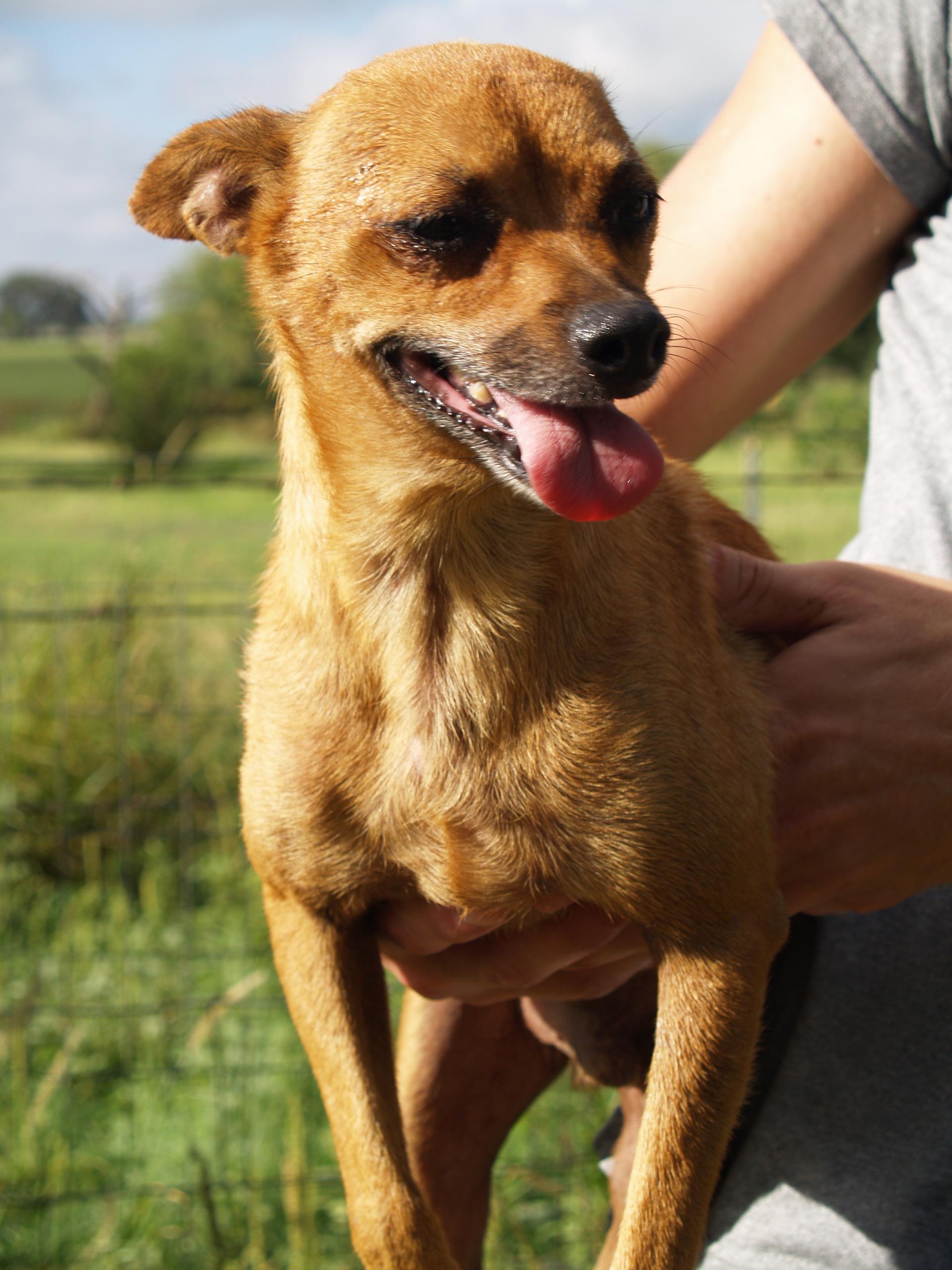 Paco, an adoptable Chihuahua, Miniature Pinscher in Bigfoot, TX, 78005 | Photo Image 3