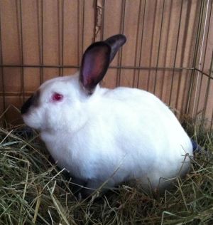 Hardy is a large Californian mix who was born around March 1 2012 into a family of 50 rabbits Our