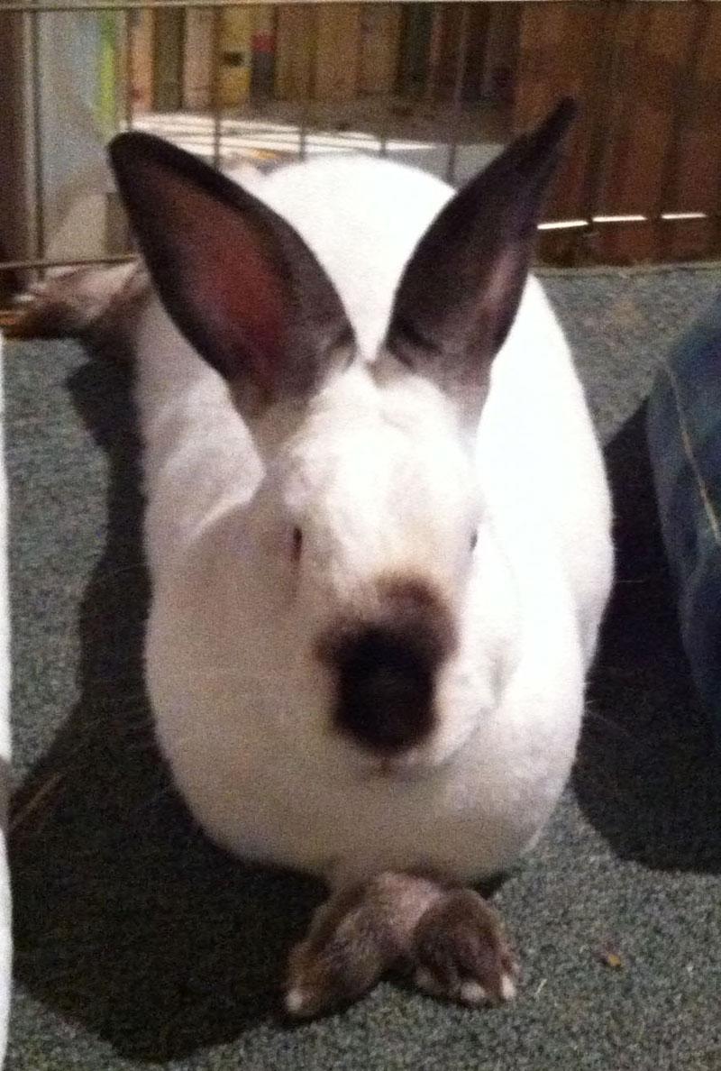 Rabbit For Adoption Hardy A Californian In New York Ny Petfinder