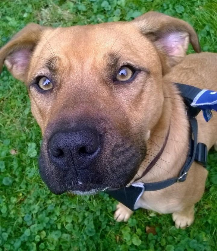 ridgeback dog mix