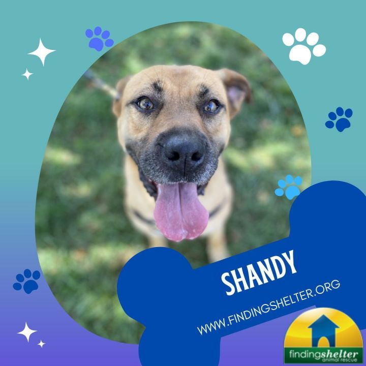 Dog for adoption - Shandy, a Boxer & Rhodesian Ridgeback Mix in Norristown,  PA