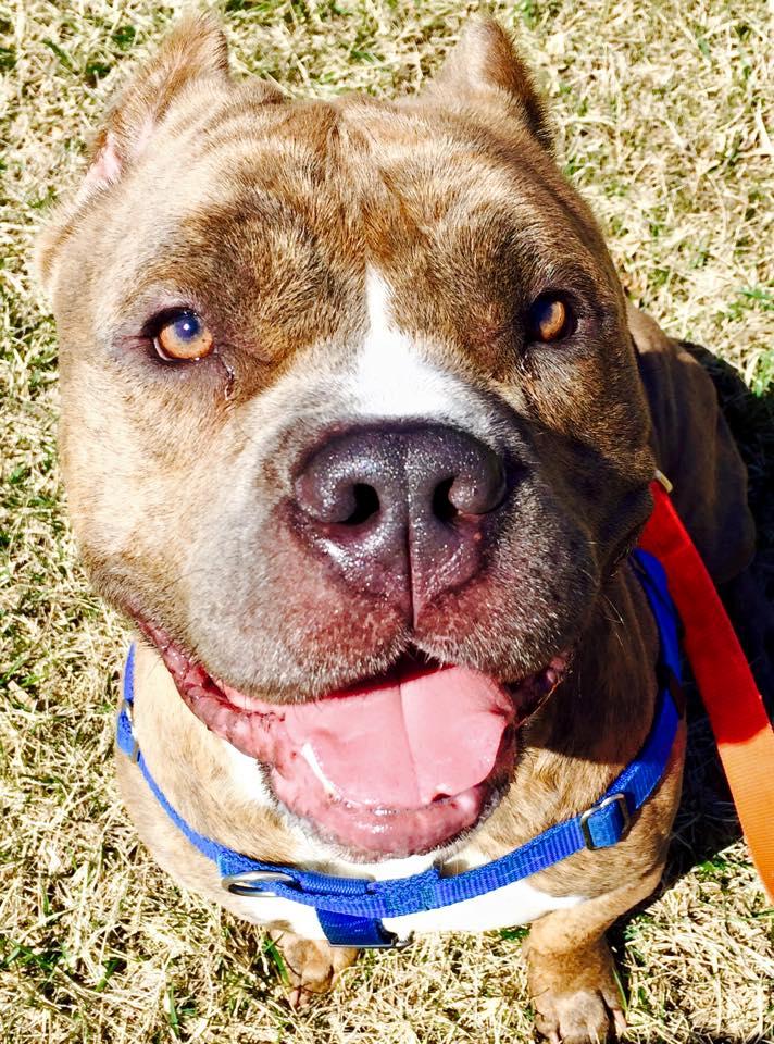 Teddy (Fun, Dog Friendly Boy, Great with Kids), an adopted Pit Bull Terrier & Mastiff Mix in Jersey City, NJ_image-2