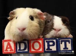 OTHER PIGGIES AVAILABLE, an adoptable Guinea Pig in Knoxville, TN_image-1