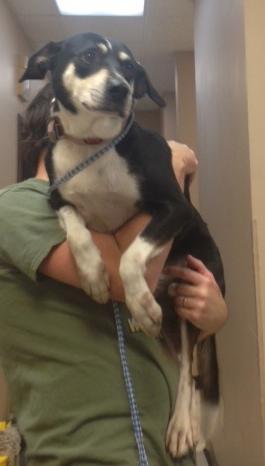 Buster, an adoptable Husky, Labrador Retriever in Walker, LA, 70785 | Photo Image 1