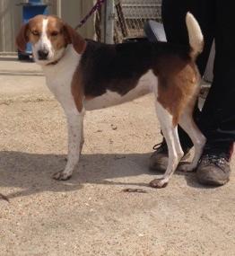 Malibu, an adoptable Treeing Walker Coonhound, Catahoula Leopard Dog in Baton Rouge, LA, 70814 | Photo Image 2