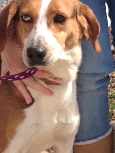 Malibu, an adoptable Treeing Walker Coonhound, Catahoula Leopard Dog in Baton Rouge, LA, 70814 | Photo Image 3