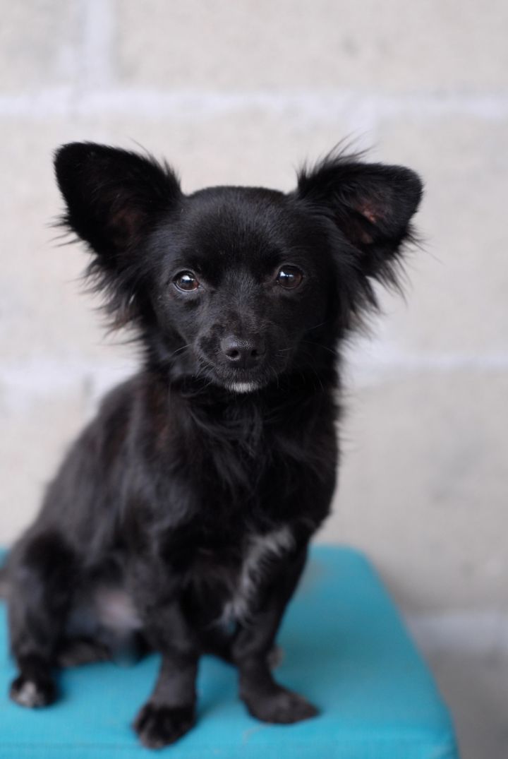 Angelo, an adopted Chihuahua & Papillon Mix in Los Angeles, CA_image-1