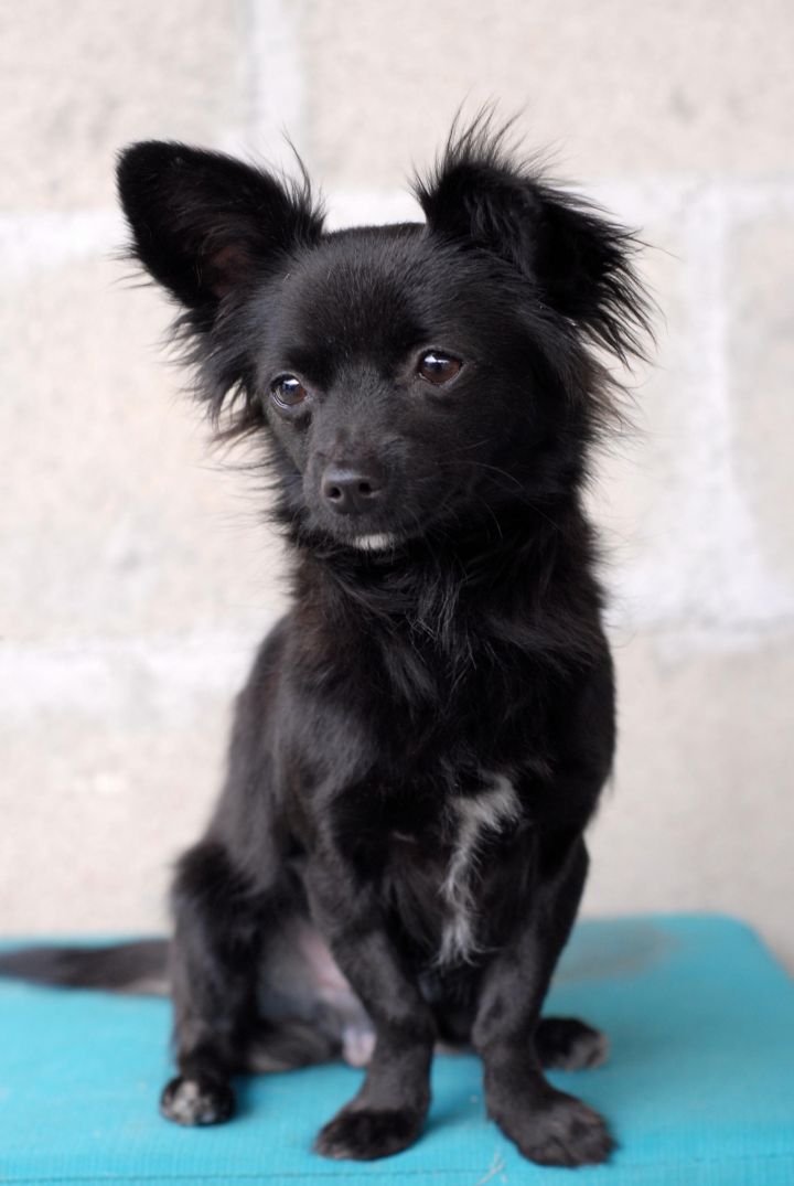 Angelo, an adopted Chihuahua & Papillon Mix in Los Angeles, CA_image-2