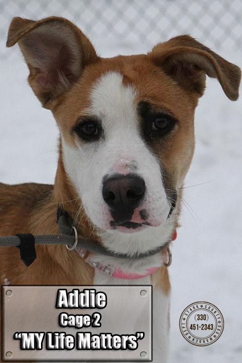 02 Addie Adopted detail page