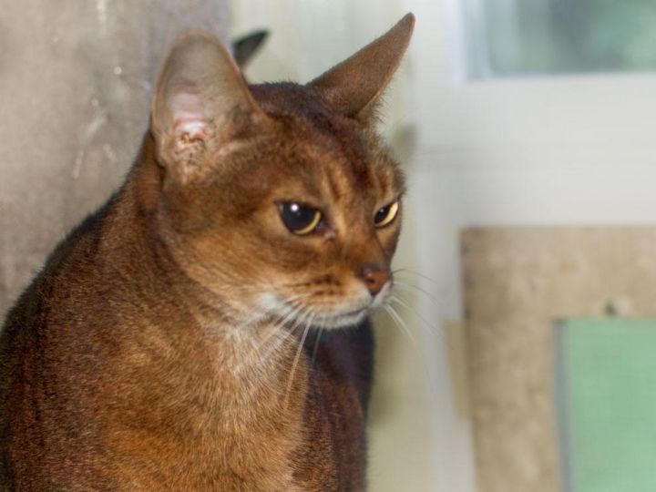 Kameo, an adopted Abyssinian in Port Townsend, WA_image-1