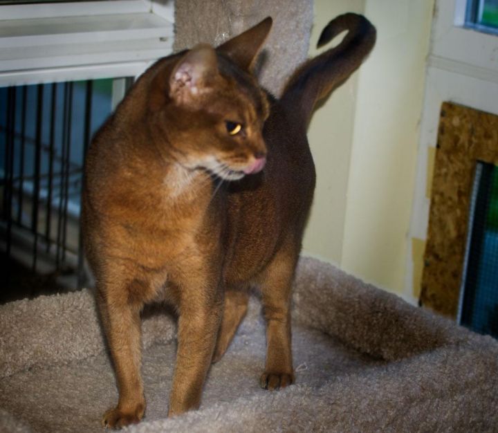 Kameo, an adopted Abyssinian in Port Townsend, WA_image-2