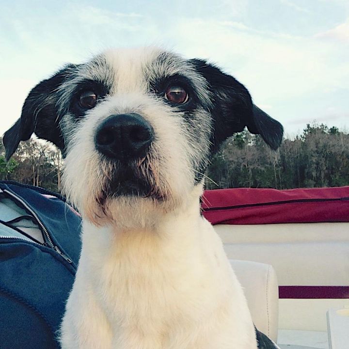 Leo, an adopted Schnauzer & Terrier Mix in Orlando, FL_image-1