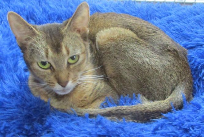 SHEBA (Registered w/papers pure-bred Abyssinian)