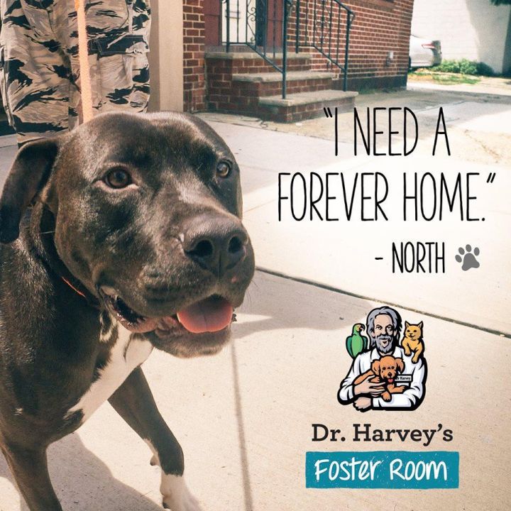 North (Dog Friendly Gentleman) - FOSTER 1