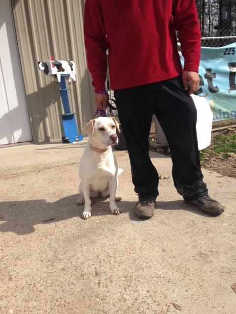 Princess, an adoptable Labrador Retriever, Basset Hound in Baton Rouge, LA, 70814 | Photo Image 2