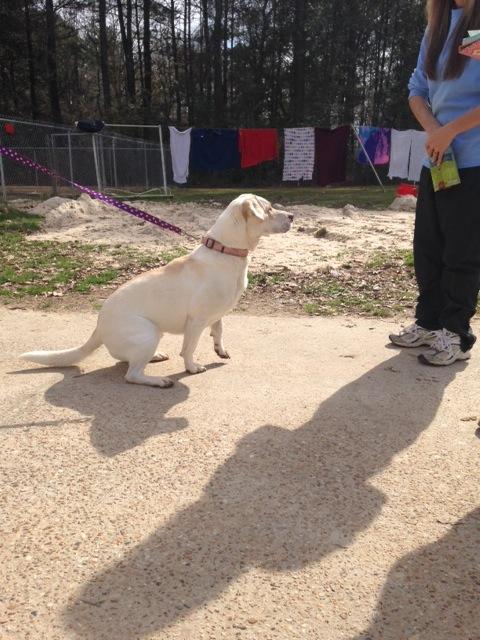 Princess, an adoptable Labrador Retriever, Basset Hound in Baton Rouge, LA, 70814 | Photo Image 3