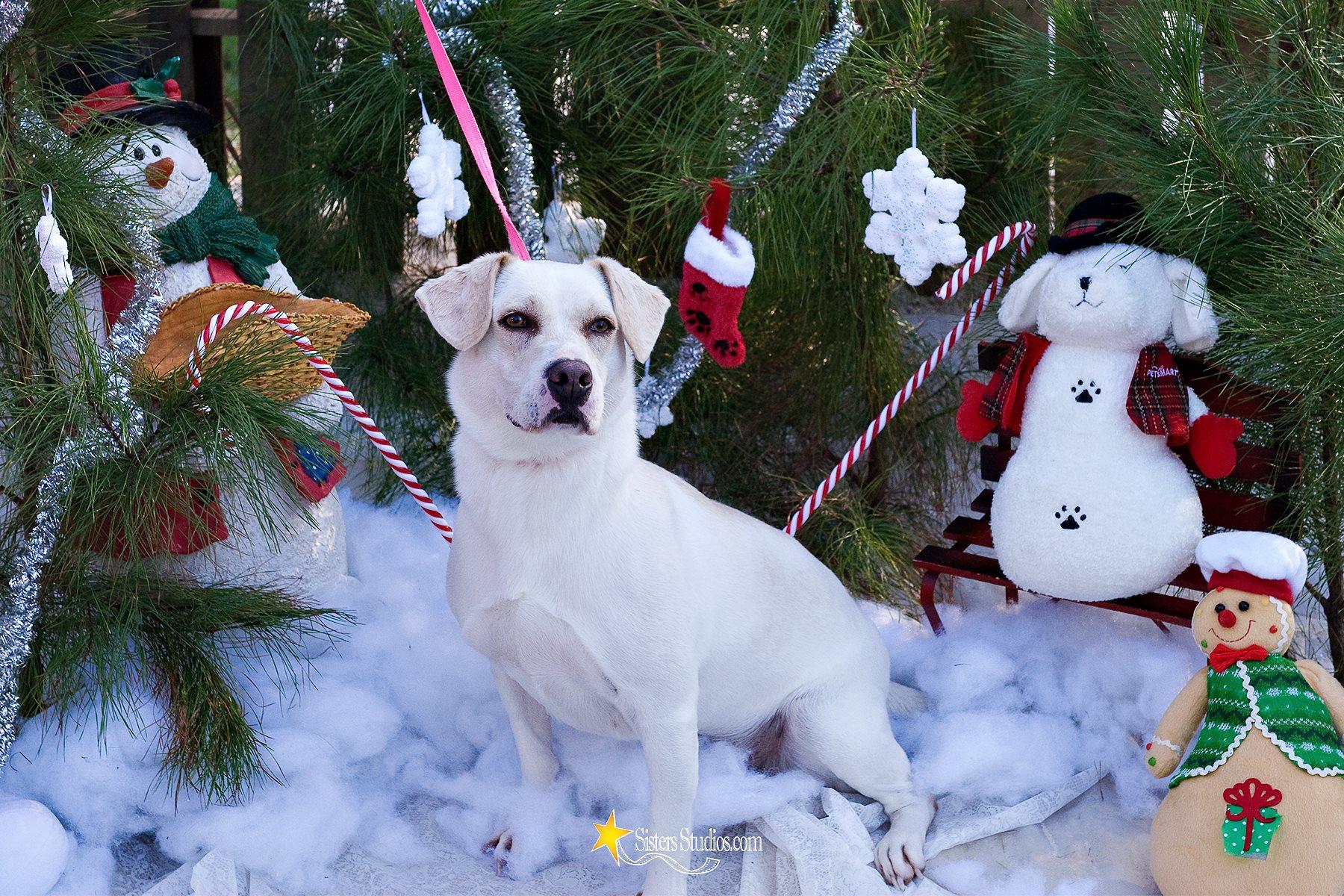 Princess, an adoptable Labrador Retriever, Basset Hound in Baton Rouge, LA, 70814 | Photo Image 1