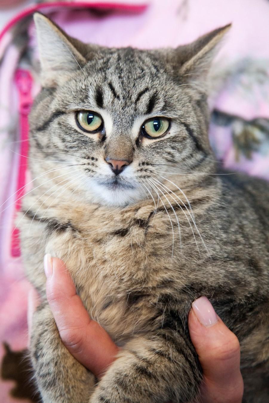 Teddy, an adoptable Tiger in Manchester, MI, 48158 | Photo Image 1